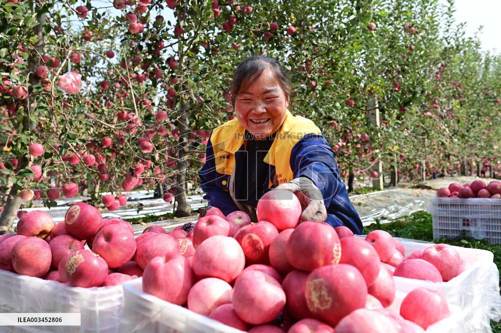 Apples Harvest in Weinan