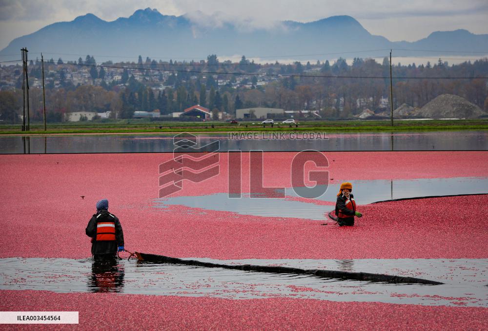 Harvest Cranberries - Canada