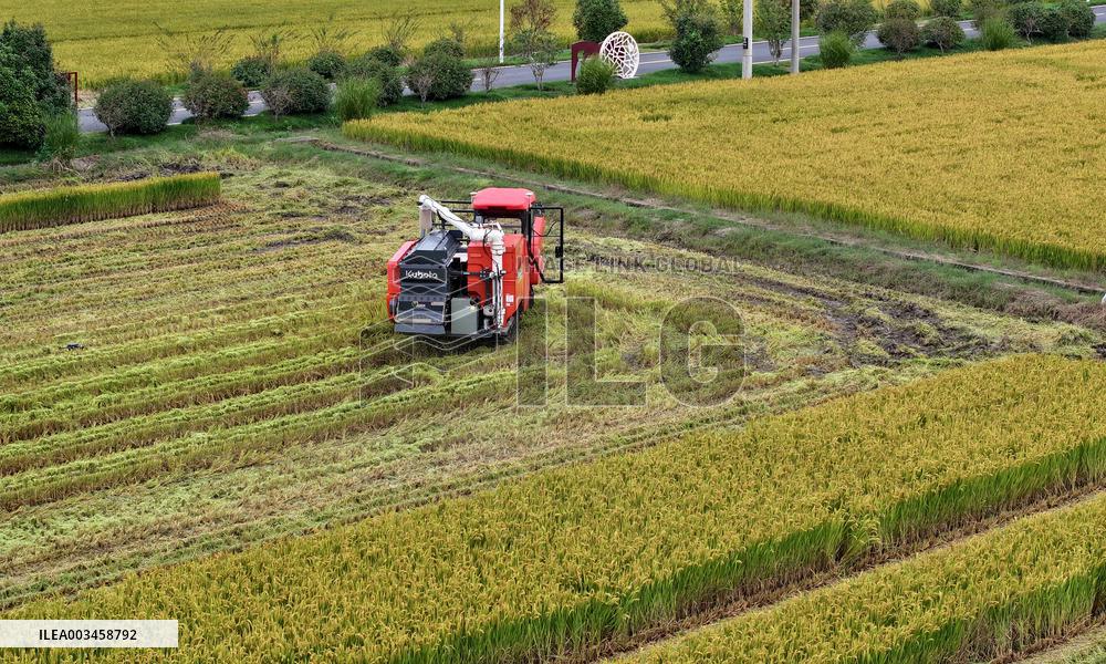 An Organic Rice Planting Base in Taicang