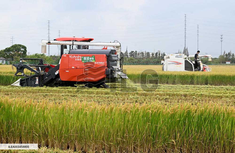 An Organic Rice Planting Base in Taicang