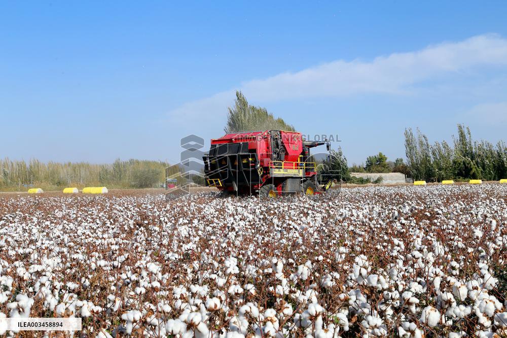 Xinjiang Cotton Harvest