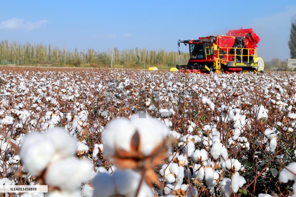 Xinjiang Cotton Harvest