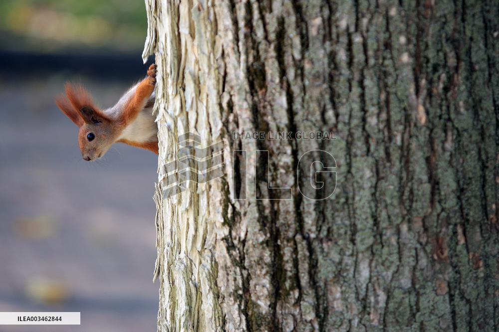 Saint Volodymyr Hill in Kyiv in autumn