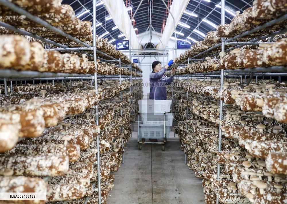 Mushroom Industry Cluster