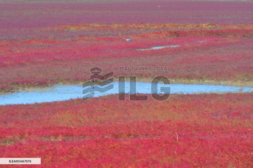 Qingdao Jiaozhou Bay Yanghe River Red Beach