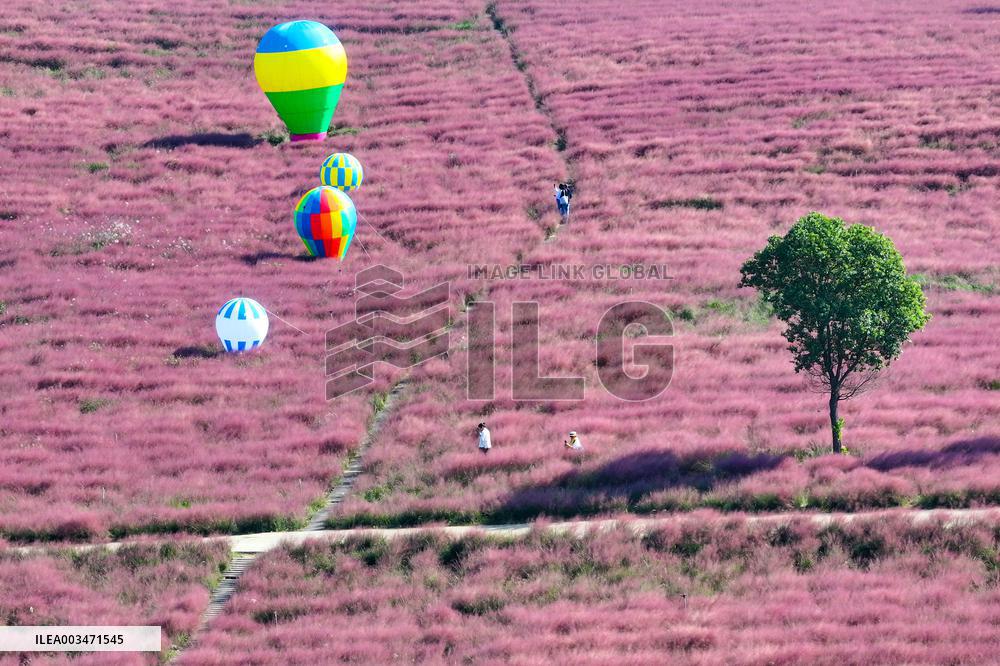 Pink Grass Tour in Yangzhou