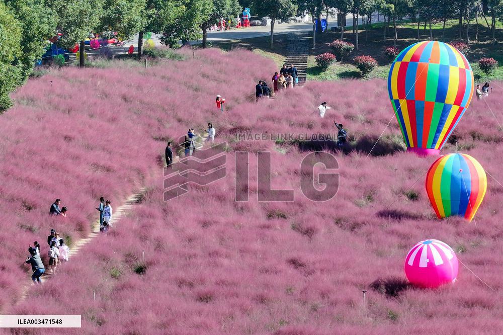 Pink Grass Tour in Yangzhou