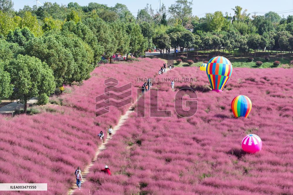 Pink Grass Tour in Yangzhou