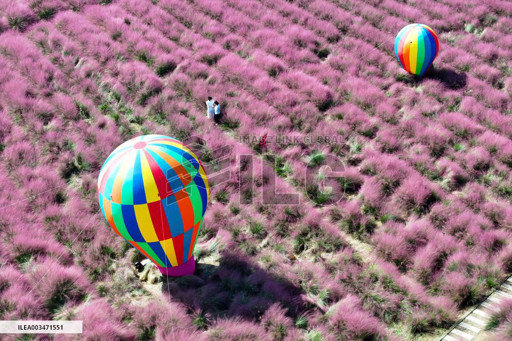 Pink Grass Tour in Yangzhou