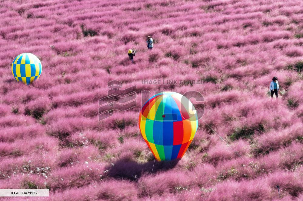 Pink Grass Tour in Yangzhou
