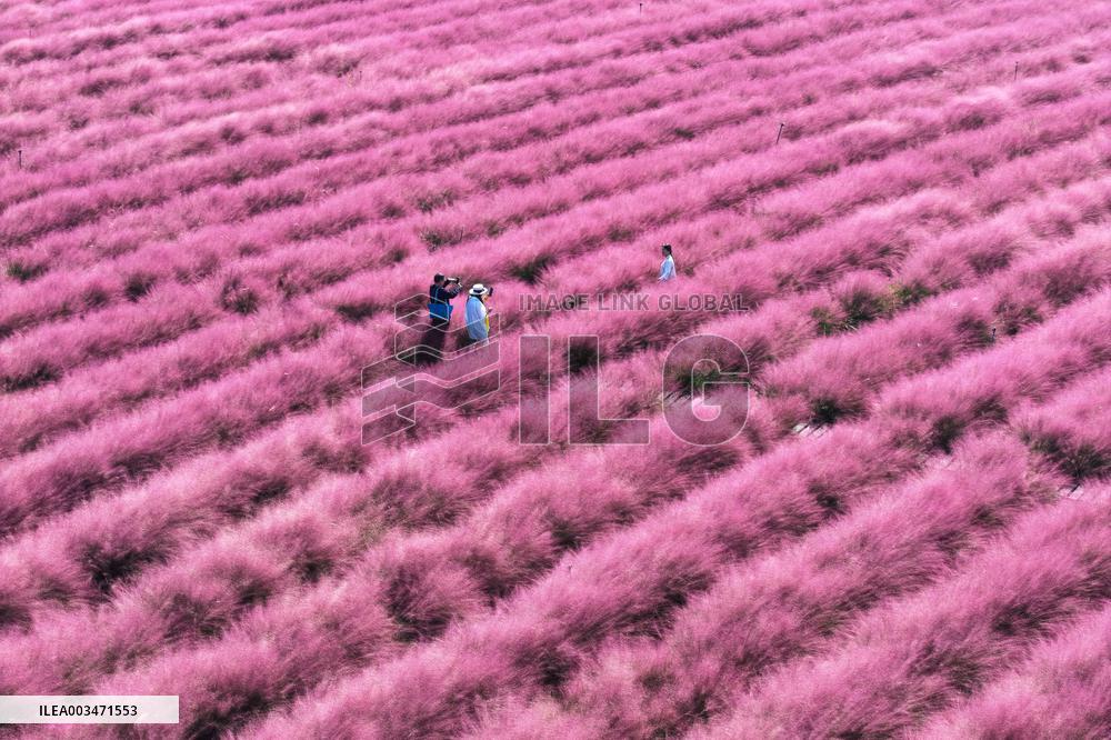 Pink Grass Tour in Yangzhou