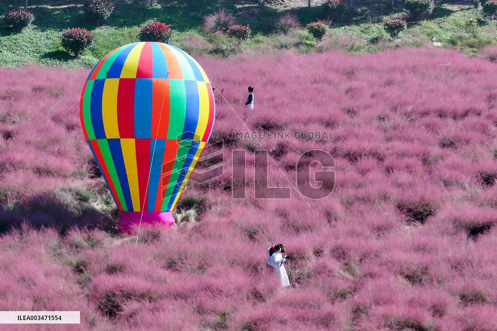 Pink Grass Tour in Yangzhou