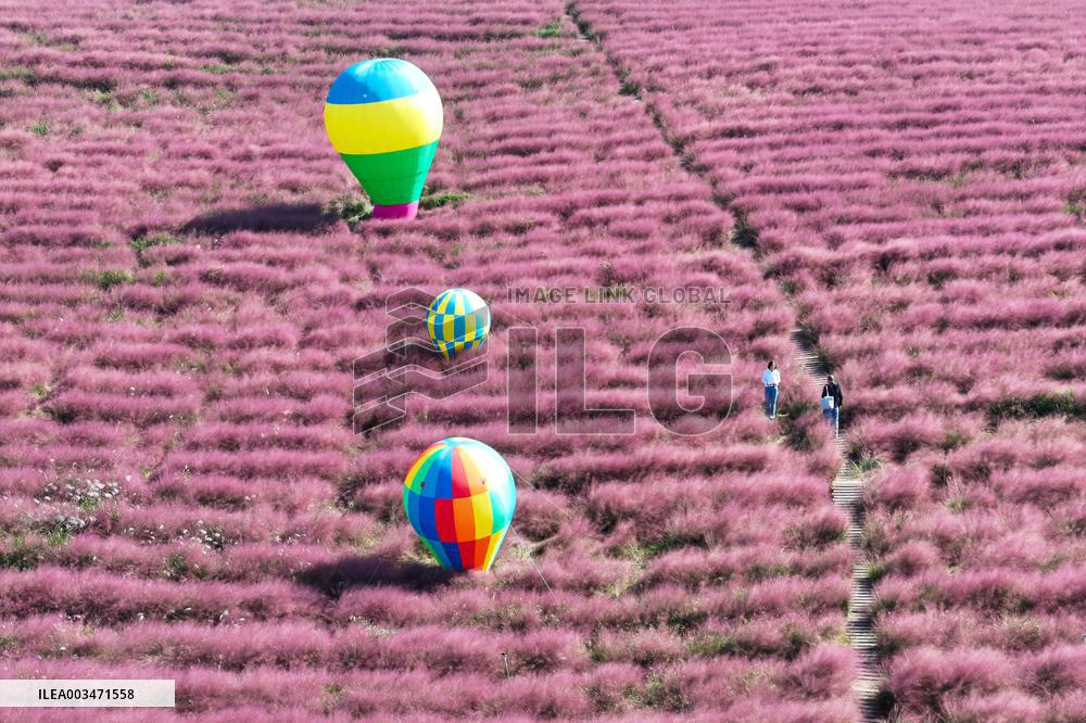 Pink Grass Tour in Yangzhou