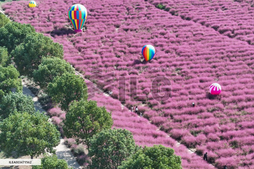 Pink Grass Tour in Yangzhou
