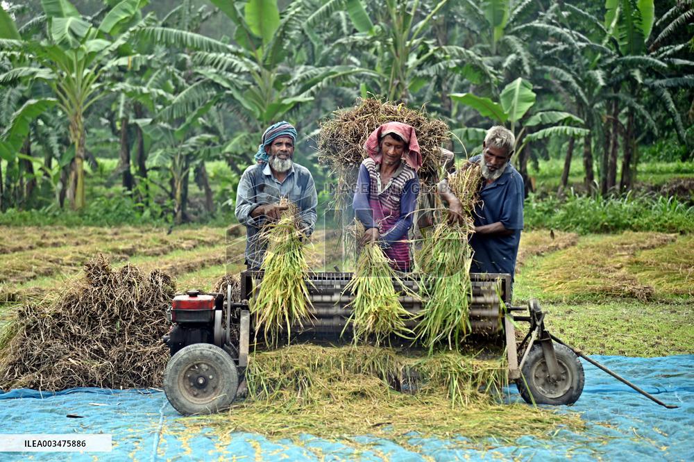 Farmers Harvest Ripe Rice In Bangladesh