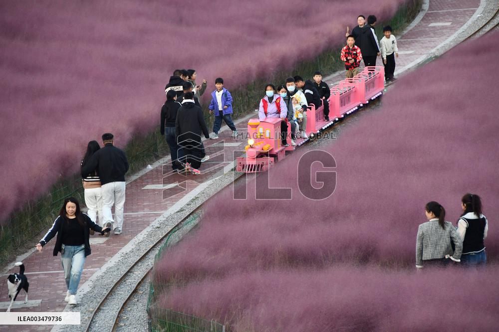 Pink Grass Tour in Handan