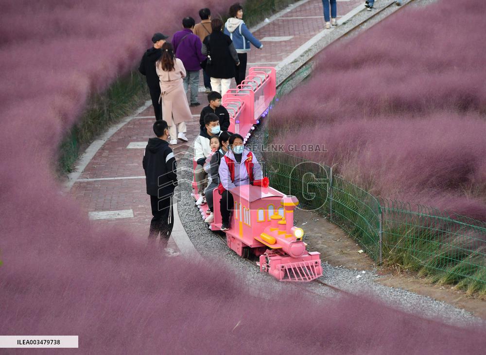 Pink Grass Tour in Handan