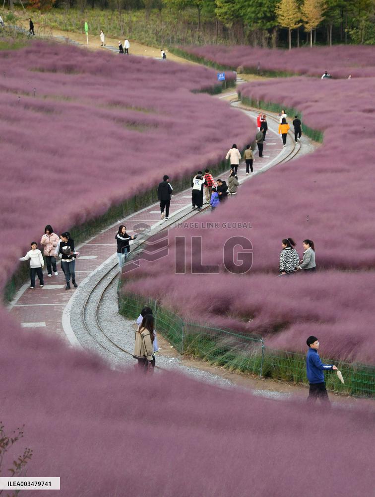 Pink Grass Tour in Handan