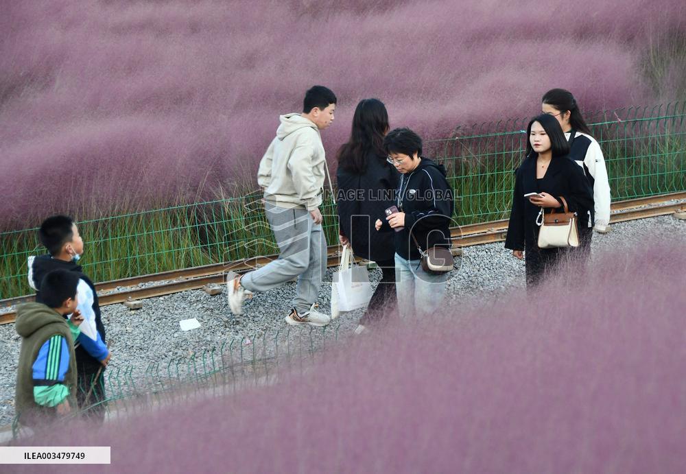 Pink Grass Tour in Handan