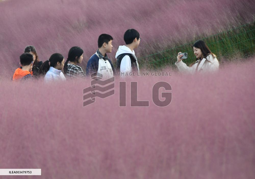 Pink Grass Tour in Handan