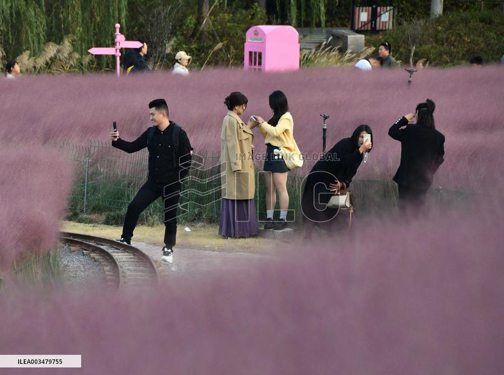 Pink Grass Tour in Handan