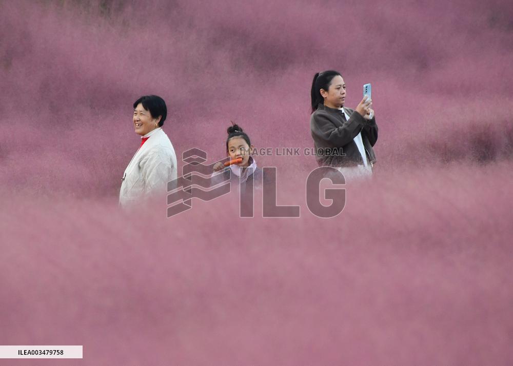 Pink Grass Tour in Handan