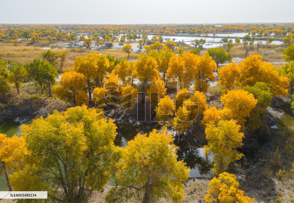 Blooming Poplar Forests in Weili