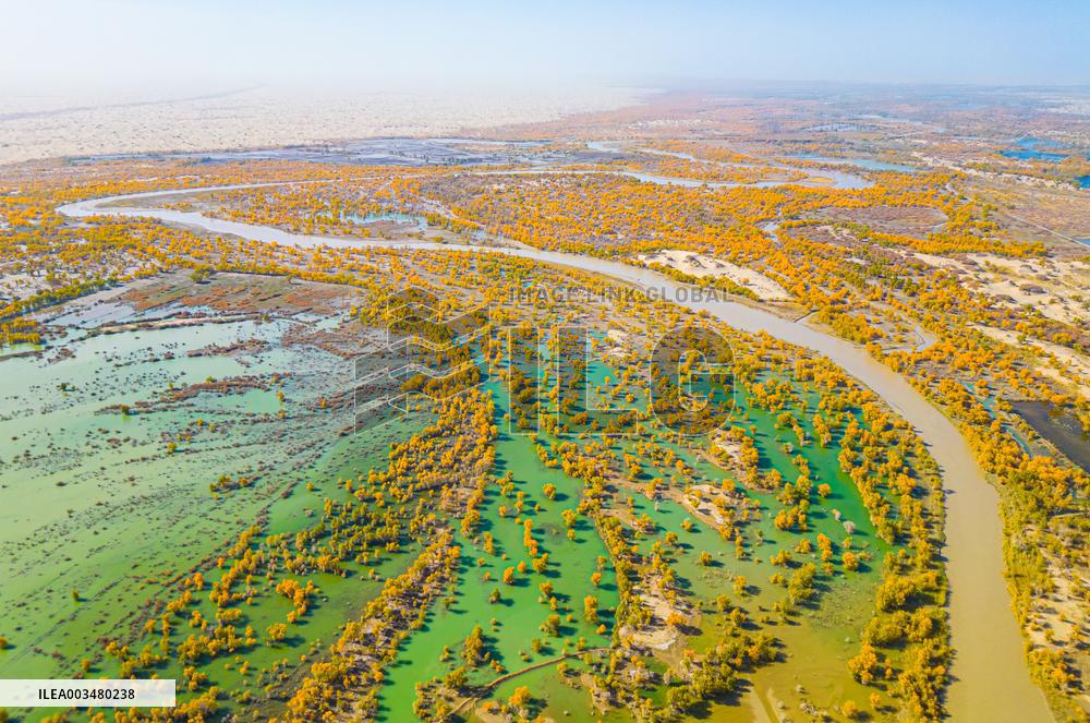 Blooming Poplar Forests in Weili