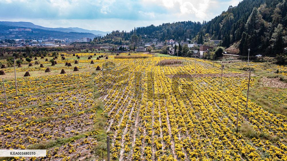 Chrysanthemum Harvest - China