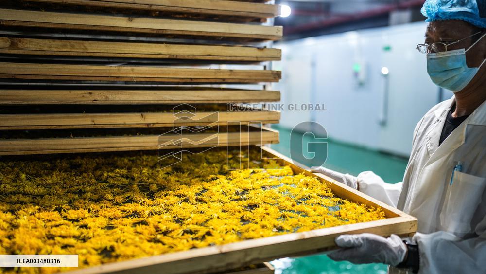 Chrysanthemum Harvest - China
