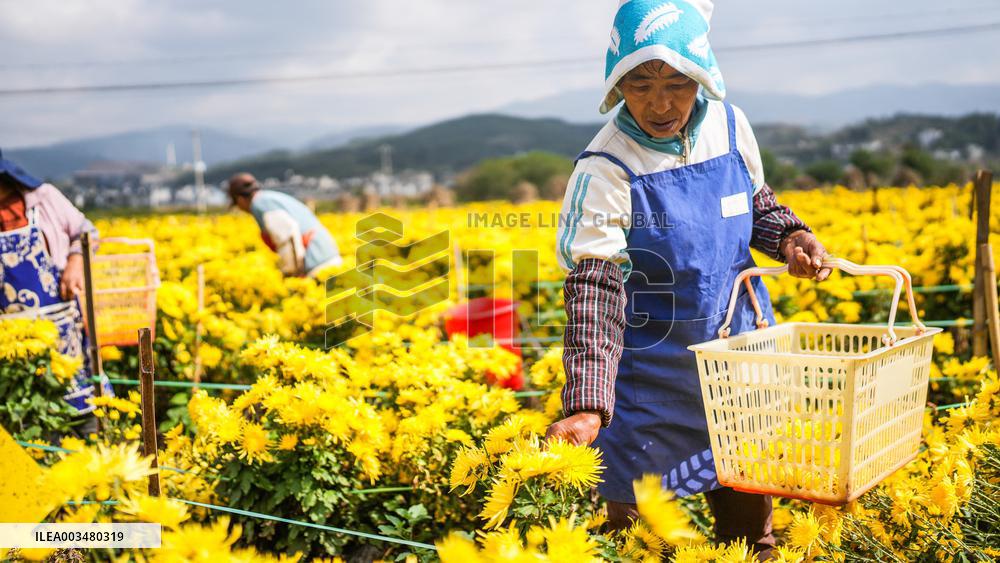 Chrysanthemum Harvest - China