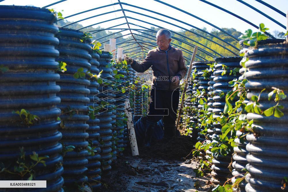 Agricultural Three-dimensional Planting