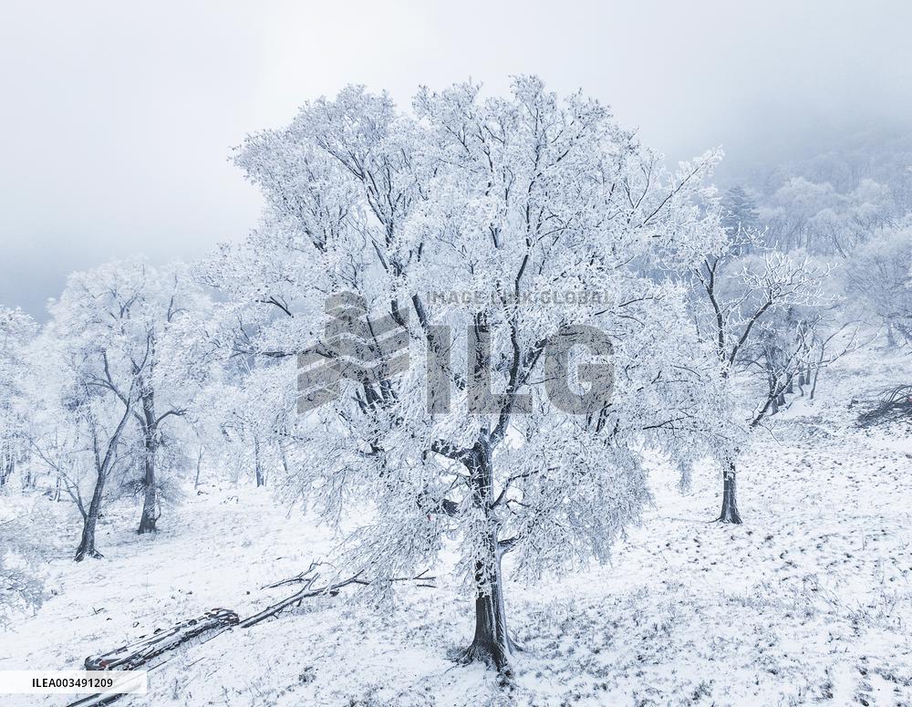 2024 First Alpine Rime Landscape in Jilin