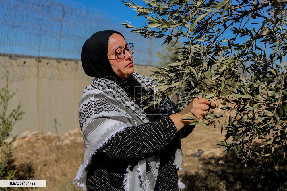 Palestinian Family Picks Olives - West Bank