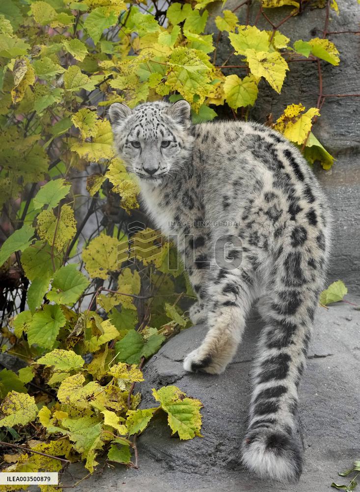 Young Snow Leopard Explores Outdoor Habitat - Toronto