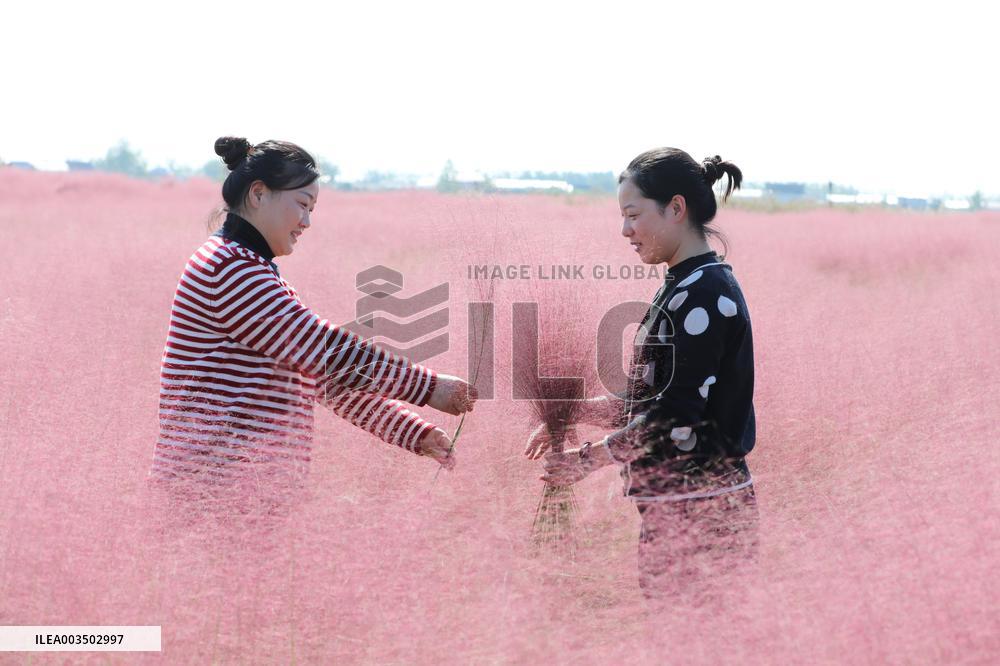 Pink Grass Tour in Lianyungang