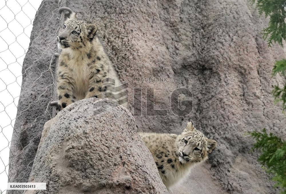 A Five-Month-Old Snow Leopard Cub Iat Toronto Zoo - Toronto