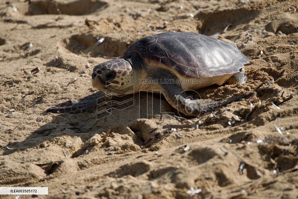 A Turtle Released Into The Sea At Gnejna Bay - Malta