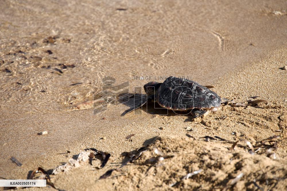 A Turtle Released Into The Sea At Gnejna Bay - Malta