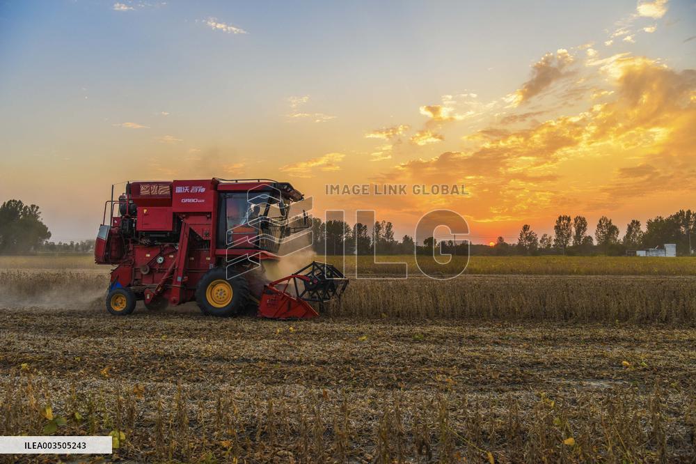 Grain Harvest - China