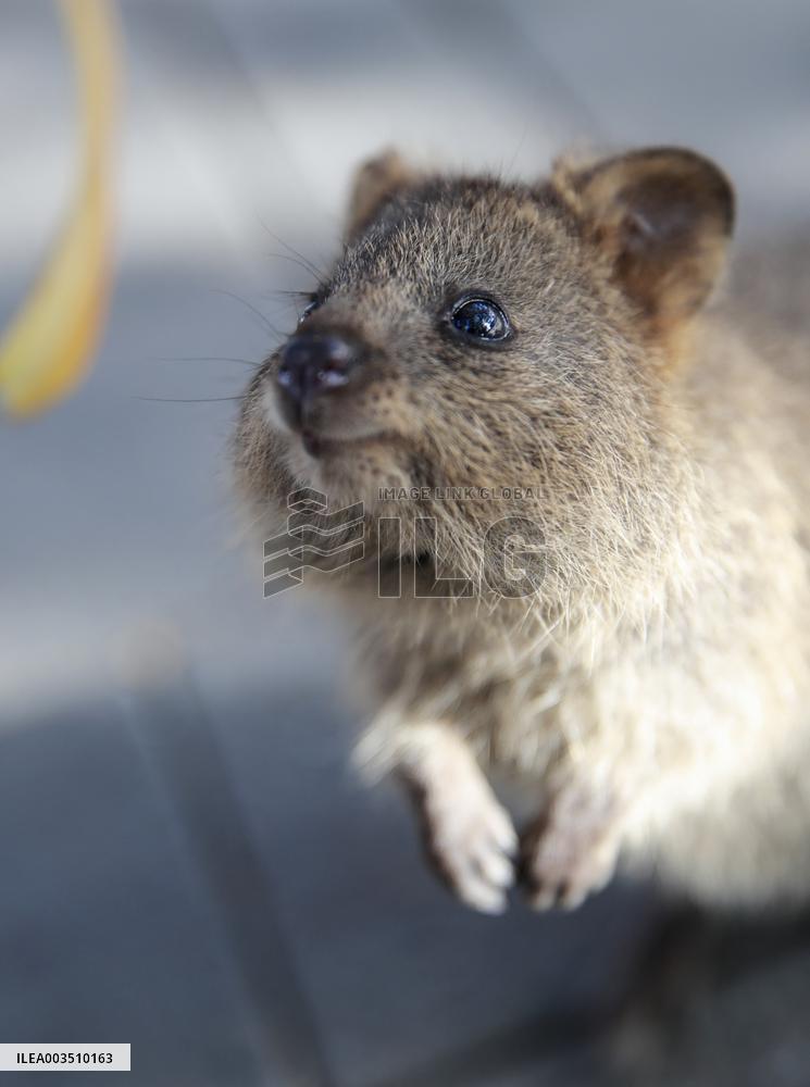 A Quokka At Featherdale Wildlife Park - Sydney