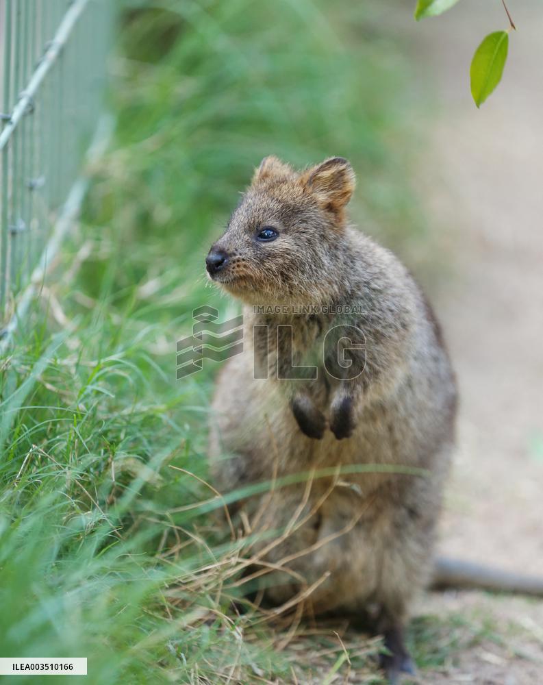 A Quokka At Featherdale Wildlife Park - Sydney