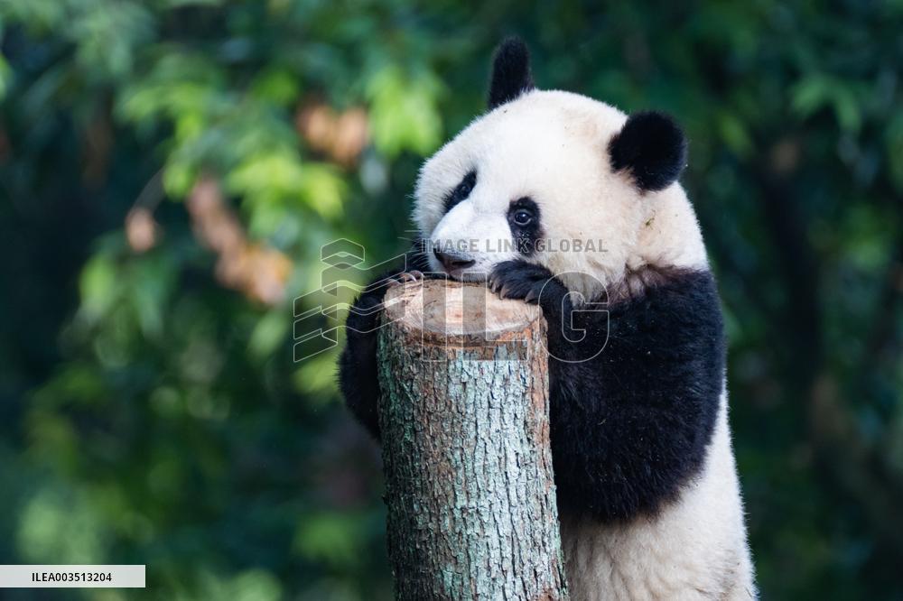 Chongqing Zoo Giant Pandas