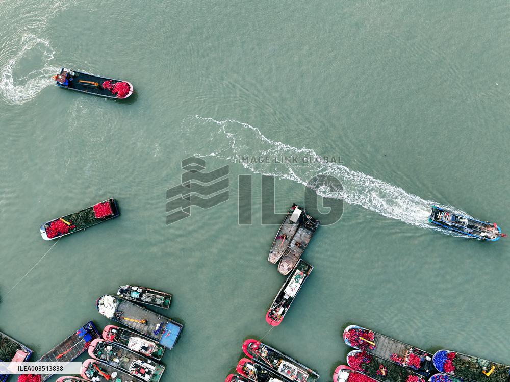 Oyster Farming in Lianyungang