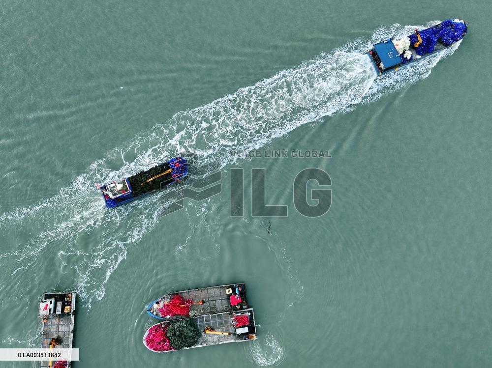 Oyster Farming in Lianyungang