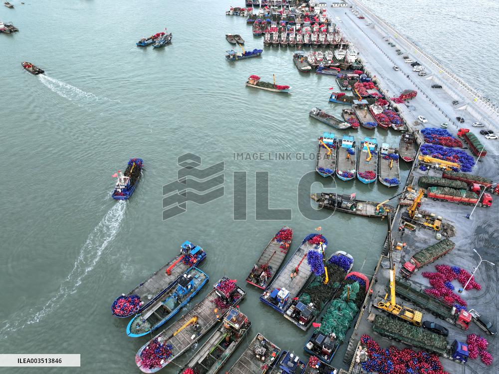 Oyster Farming in Lianyungang