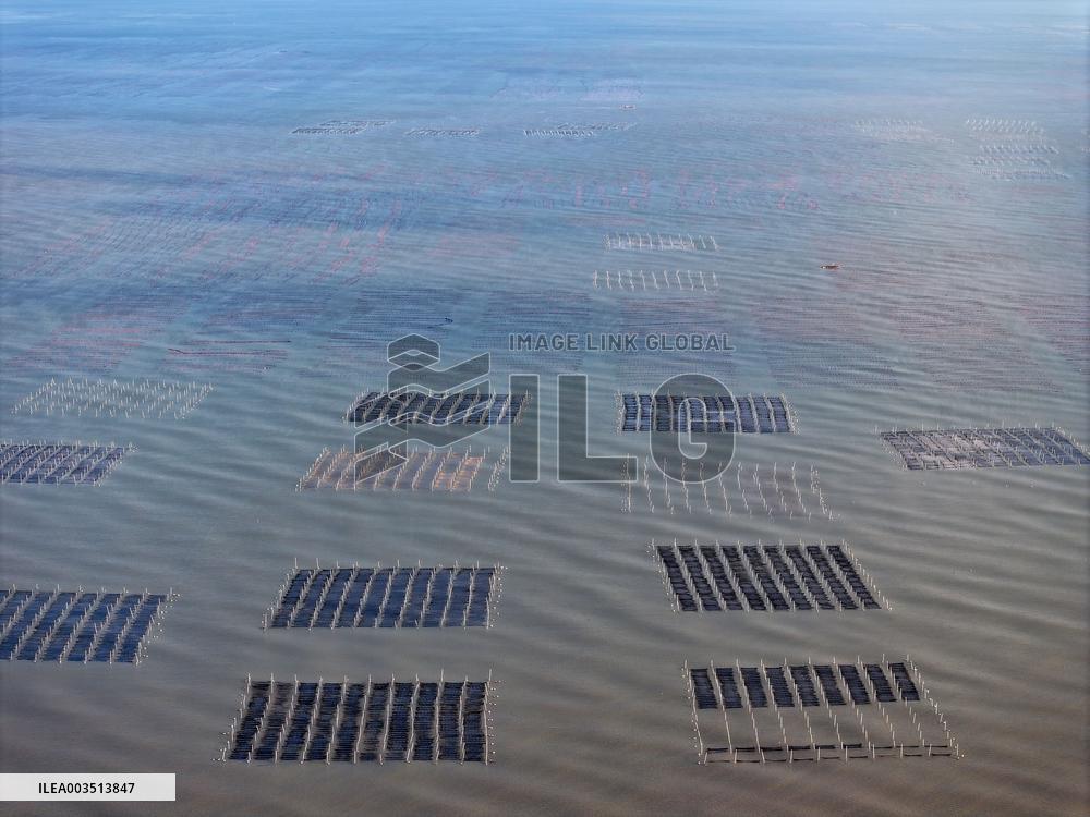 Oyster Farming in Lianyungang