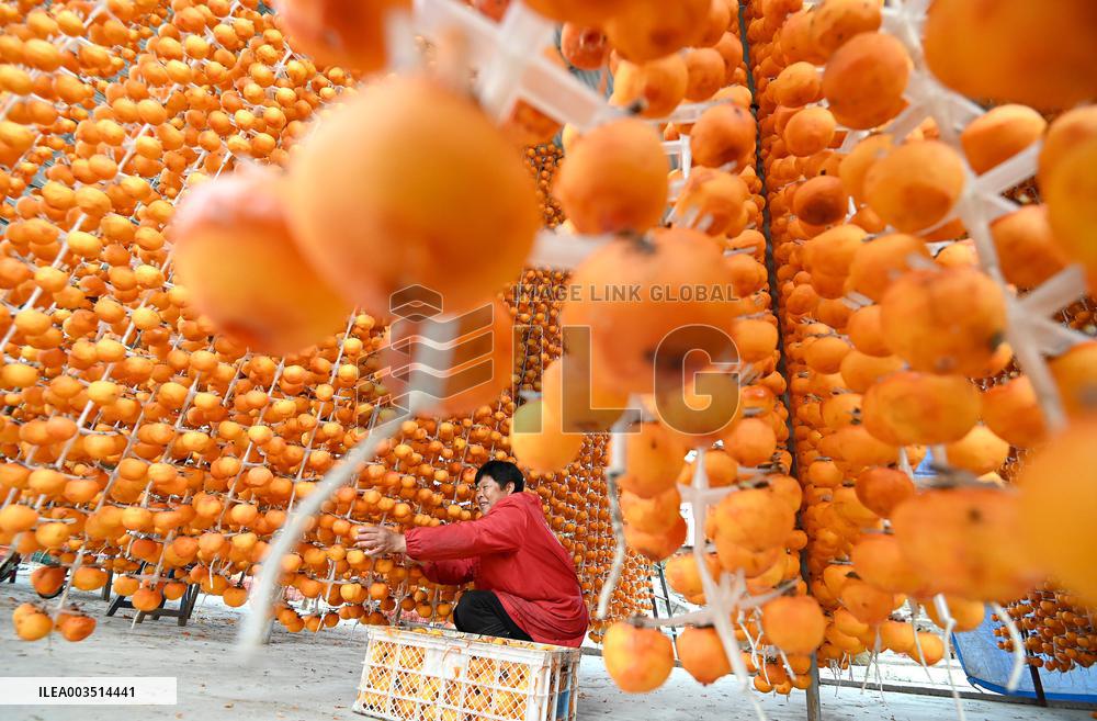 Persimmons Processed in Handan
