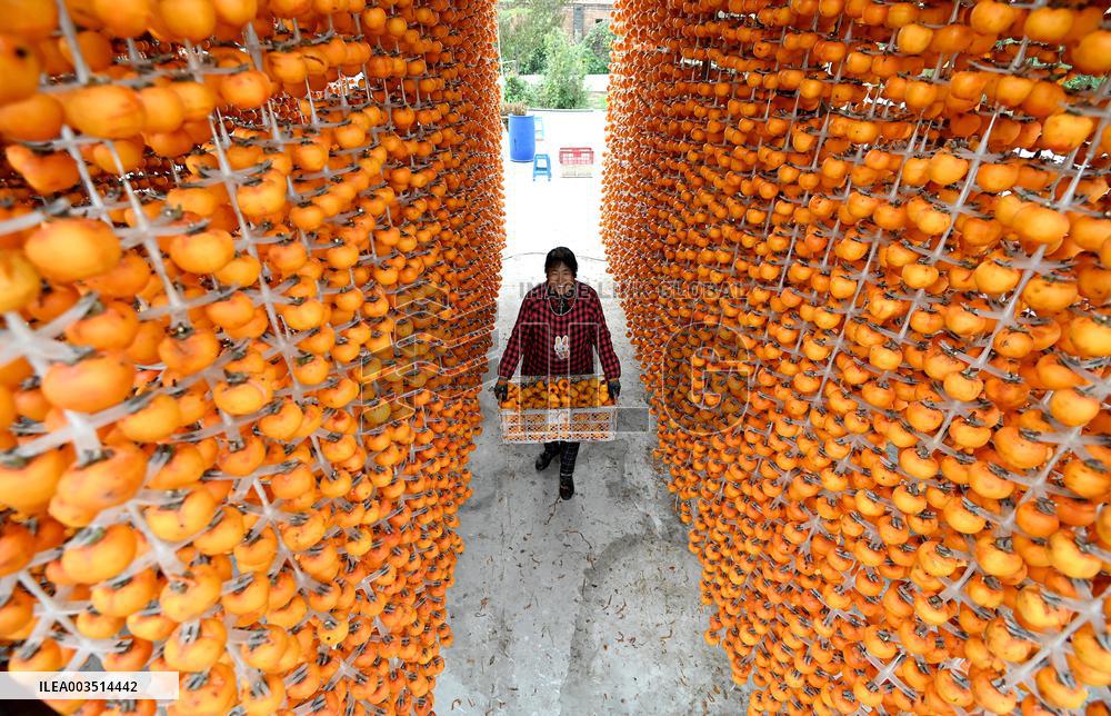 Persimmons Processed in Handan