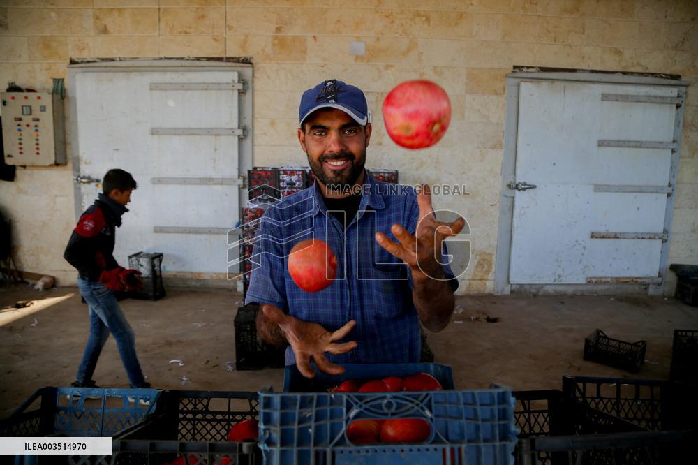 Manufacture Of Pomegranate Molasses And Drinks - Syria